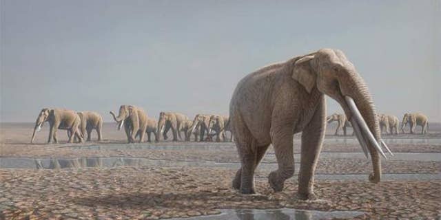 A reconstruction of the Stegotetrabelodon syrticus herd that likely made the tracks in the Arabian Desert.