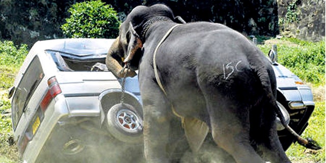 An elephant destoys a minibus after throwing its rider and going on a rampage in Galle, Sri Lanka, in this 2007 photo.