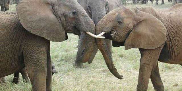 A pair of young females from different elephant families interact, as an older relative watches.