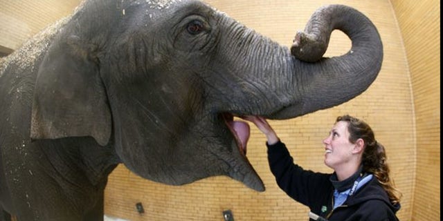 Kelly Schroer, elephant manager, feeds an elephant at the Buffalo Zoo.