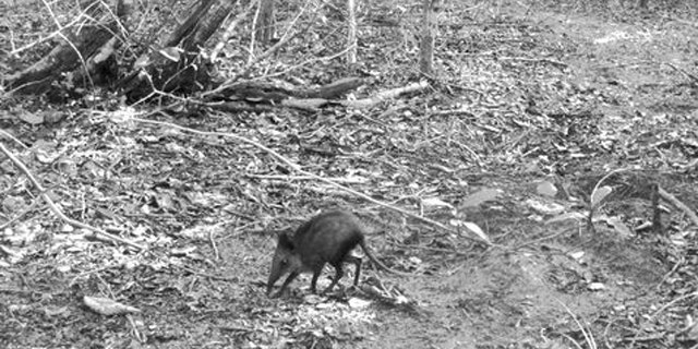This camera-trap photograph shows the potentially new species of elephant shrew in Kenya.