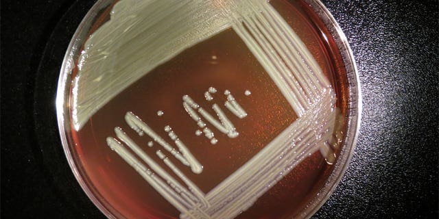 The bacteria Elizabethkingia anophelis growing in a lab dish