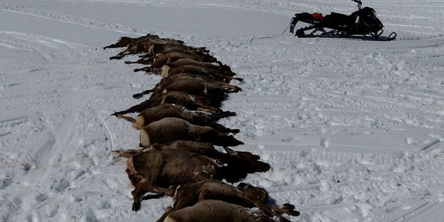 Wolves killed 19 elk in Wyoming. (Wyoming Game and Fish Department)