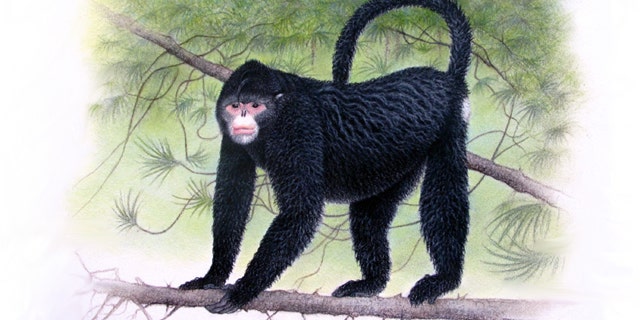 In this undated image provided by Fauna &amp; Flora International, a monkey with an "Elvis" hairdo is seen. It was discovered in Myanmar in 2010.