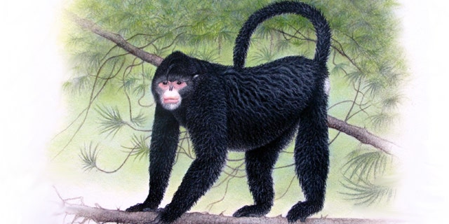 In this undated image provided by Fauna & Flora International, a monkey with an "Elvis" hairdo is seen. It was discovered in Myanmar in 2010.