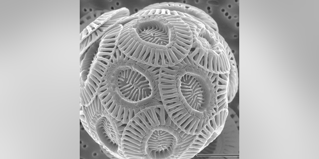 Coccolithophores are tiny algae that form calcium carbonate shells.
