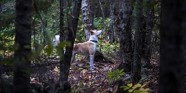 Clearly on a mission, Finn ignored the calls and whistles from his owners.