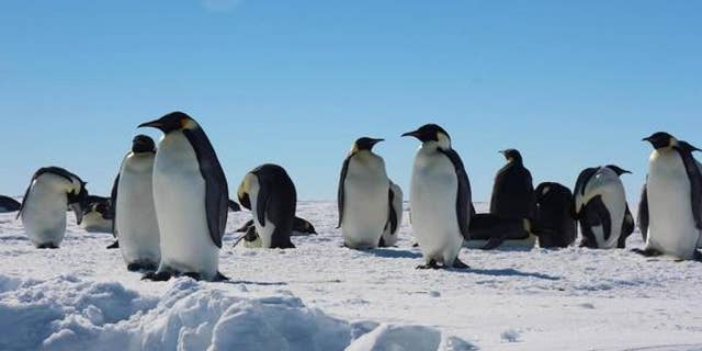Emperor penguins in the Gould Bay colony preen and rest on the snowy ice.