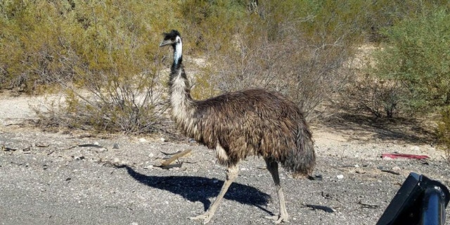 emu