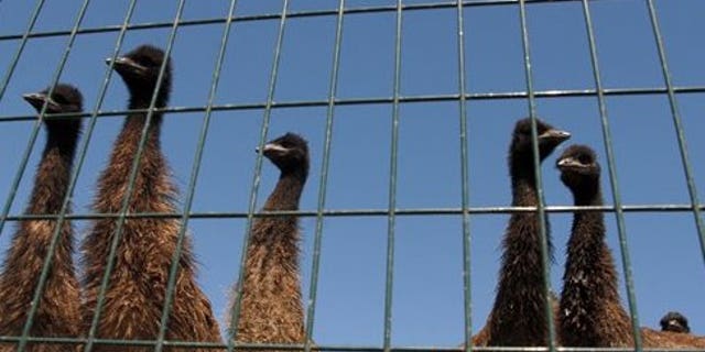 July 20: A group of curious young emu gathers behind a fence at the Montana Emu Ranch Company west of Kalispell, Mont. (AP)