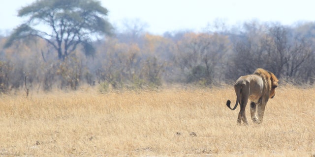 Aug. 6, 2015: This file photo shows a lion named Tommy in the Hwange National Park where Cecil the Lion was killed about 700 kilometres south west of Harare, Zimbabwe.