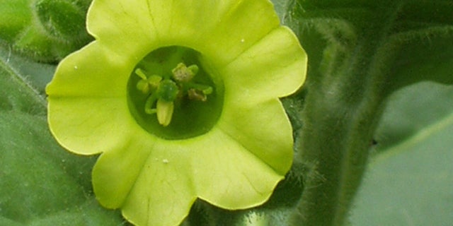 The ideal biofuel comes from a plant that isn't used in food production. Some scientists think tocabbo plants like this one may fill the bill.