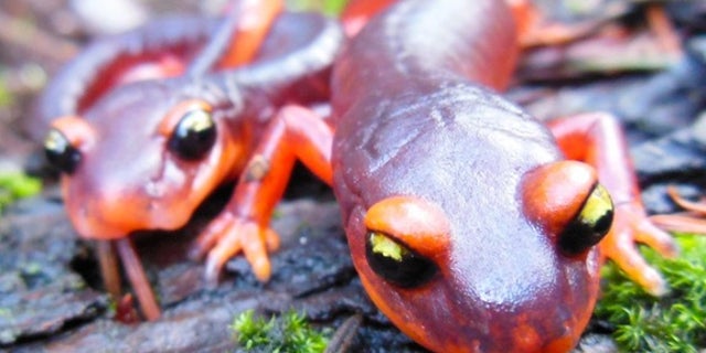 Two Ensatina salamanders (<em>Ensatina eschscholtzii</em>), a species native to the West Coast of the United States. These salamanders are likely vulnerable to a horrific new chytrid fungus that has spread from Asia to Europe and now threatens