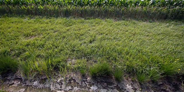 June 11, 2015: A dry water ditch next to a corn field in Cordova, Md. (AP)
