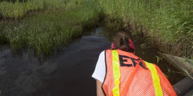 July 7, 2010: An Environmental Protection Agency worker looks at oil from the Deepwater Horizon spill which seeped into a marsh in Waveland, Mississippi.