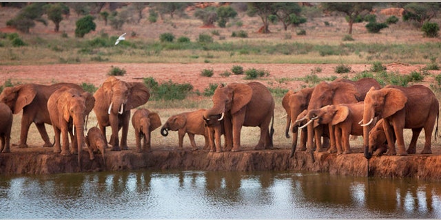 African elephants gather at a watering hole in Tsavo East National Park, Kenya.