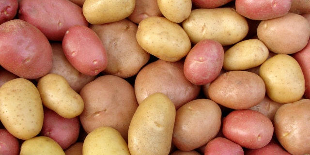harvested potato tubers different varieties
