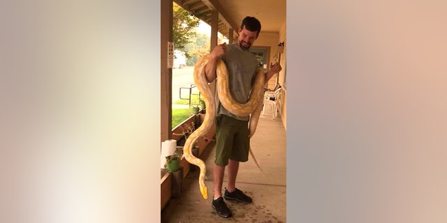 Eres, a 14-foot python, was probably "lost and scared" after getting out of an enclosure, according to Redding Reptiles.