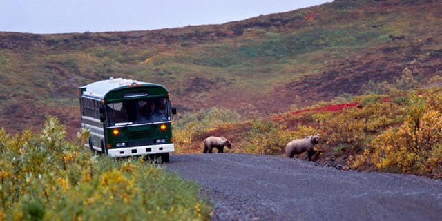 Grizzly bear with cubs on the road