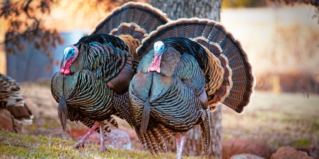 Two Wild Tom Turkeys Displaying their colorful feathers