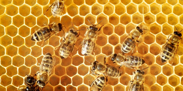 Overhead view of honeybees on a comb
