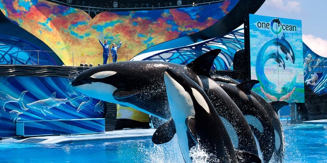SeaWorld's new Shamu show One Ocean.
