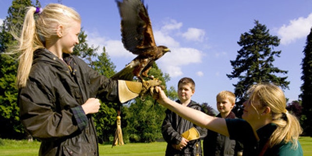 Falconry at Gleneagles.