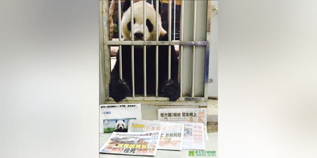 11-year-old Tuan Tuan is alive and well, say zookeepers at the Taipei Zoo.