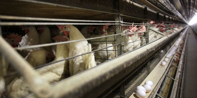 Inside a poultry farm in Iowa. Iowa is the nation's largest egg producer.