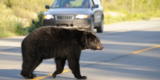 A North Carolina woman said a bear prevented her from getting her package on time.