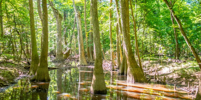 cypress forest and swamp of Congaree National Park in South Carolina