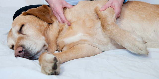 Pamper your pooch-- and get rid of those doggie demons at a one-of-a-kind canine spa.