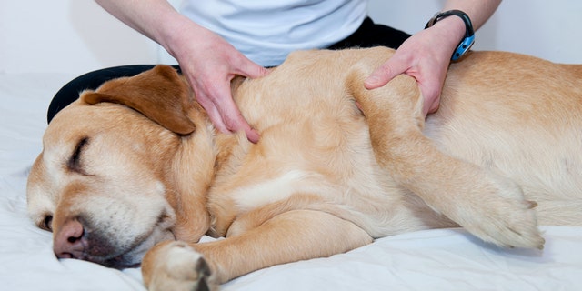 Pamper your pooch-- and get rid of those doggie demons at a one-of-a-kind canine spa.