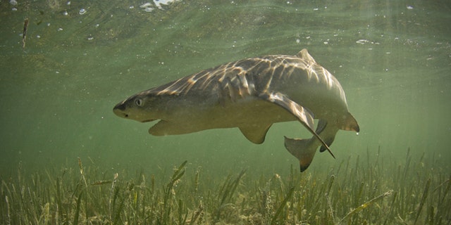 Lemon shark underwater with mouth open near the Florida Keys