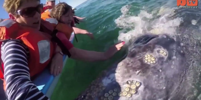 Tourists get an up close and personal look at the barnacle-covered whale.