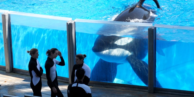 In 2011 file photo orca whale Tilikum, right, watches as SeaWorld Orlando trainers take a break during a training session at the theme park's Shamu Stadium in Orlando, Fla.