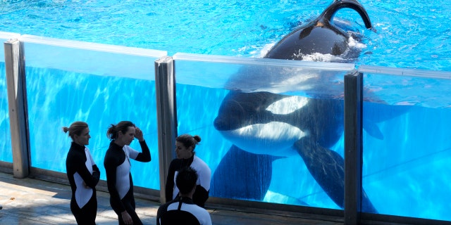 In 2011 file photo orca whale Tilikum, right, watches as SeaWorld Orlando trainers take a break during a training session at the theme park's Shamu Stadium in Orlando, Fla.