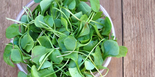 Fresh watercress ready for salad preparation
