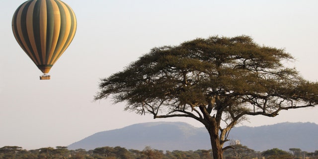 Green and yellow balloon flying near an acacia tree over the Serengeti National Park, Tanzania