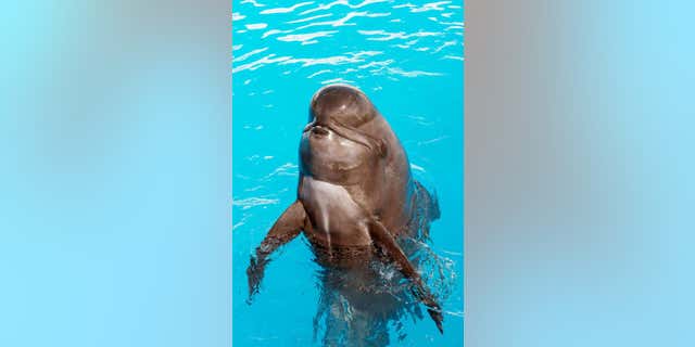 This undated photo provided by SeaWorld San Diego shows Bubbles, a short-finned pilot whale that lived at SeaWorld San Diego for nearly 30 years. The park reported that Bubbles died June 9. She was believed to be in her mid-50s.