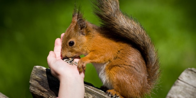 Fluffy red squirrel eats sunflower seeds from a children's palm