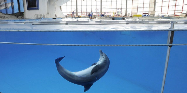 E17J1T A dolphin plays in the tank before a training session at the National Aquarium in Baltimore, August 13, 2013. (Lloyd Fox/Baltimore Sun/MCT)