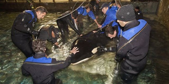 This file photo provided by Dolfinarium shows the female orca named Morgan as she is placed in a sling to be hoisted by crane into a container on a truck at the Dolfinarium in the Netherlands, ahead of her transfer by plane to amusement park Loro Parque on the Spanish island of Tenerife in Nov. 2011.
