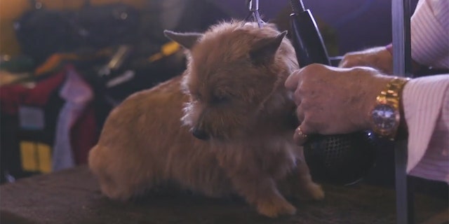 Owner and groomer Denis Johnson says Elizabeth Taylor, or "E.T." for short, starts her grooming process a month before the show.