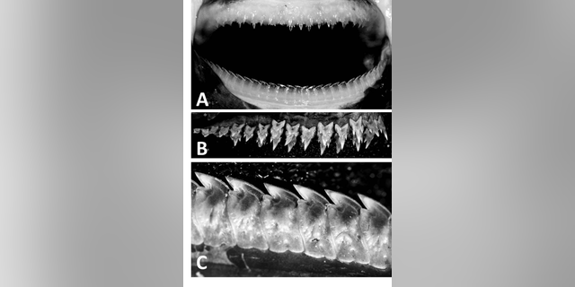 The teeth of the newly discovered lanternshark, Etmopterus benchleyi.