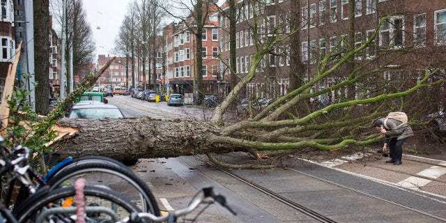 A man who escaped unharmed picks up his gloves after his scooter was hit by a crashing tree uprooted by heavy winds in Amsterdam, Netherlands, Thursday, Jan. 18, 2018.