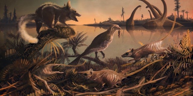 The earliest ancestors of eutherian mammals were small rat-like creatures (depicted in this illustration) that lived 145 million years ago in the shadow of the dinosaurs.