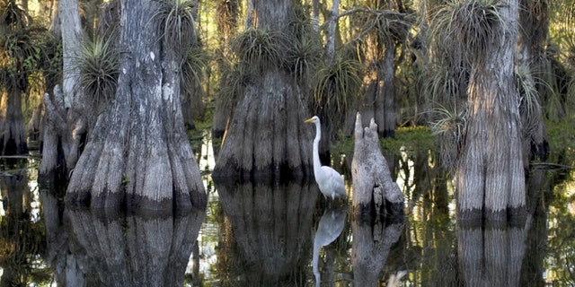 Environmentalists say Florida's Everglades are endangered by man-made climate change. (National Park Service)