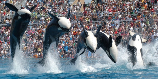 Sea World is raising the price of admission and parking at its Orlando park.