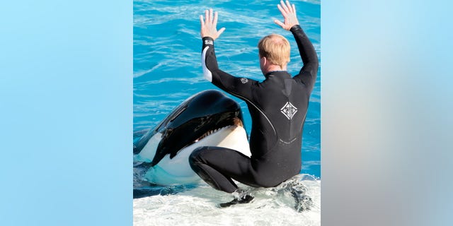 A SeaWorld trainer interacts with one of SeaWorld's killer whales during a show in San Diego. SeaWorld will end its orca shows at its San Diego park by 2017.
